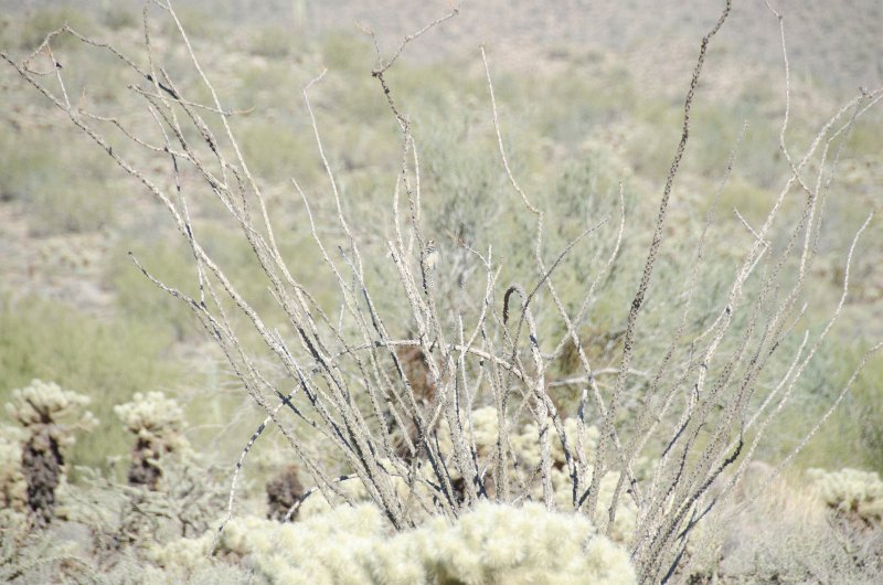 Scottsdale120513-9413.jpg - Teddy-bear Cholla Cactus. Ringtail Trail