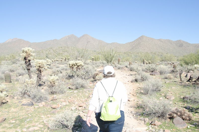 Scottsdale120513-9414.jpg - Ringtail Trail, Teddy-bear Cholla Cactus, left, Barrel Cactus center.