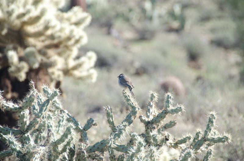 Scottsdale120513-9415.jpg - Black-throated Sparrow. Ringtail Trail, bird on Buckhorn Cholla Cactus.