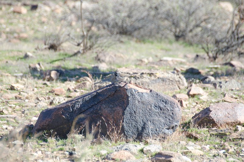 Scottsdale120513-9417.jpg - Black-throated Sparrow. Ringtail Trail