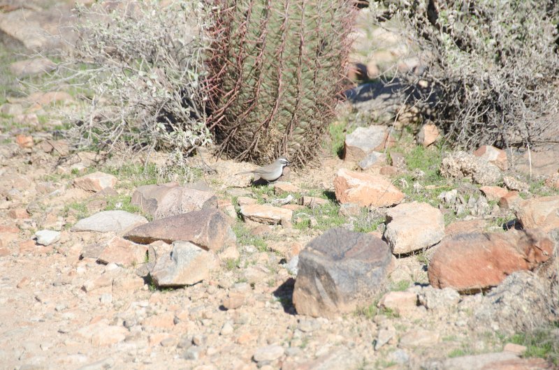 Scottsdale120513-9418.jpg - Black-throated Sparrow. Barrel Cactus. Ringtail Trail