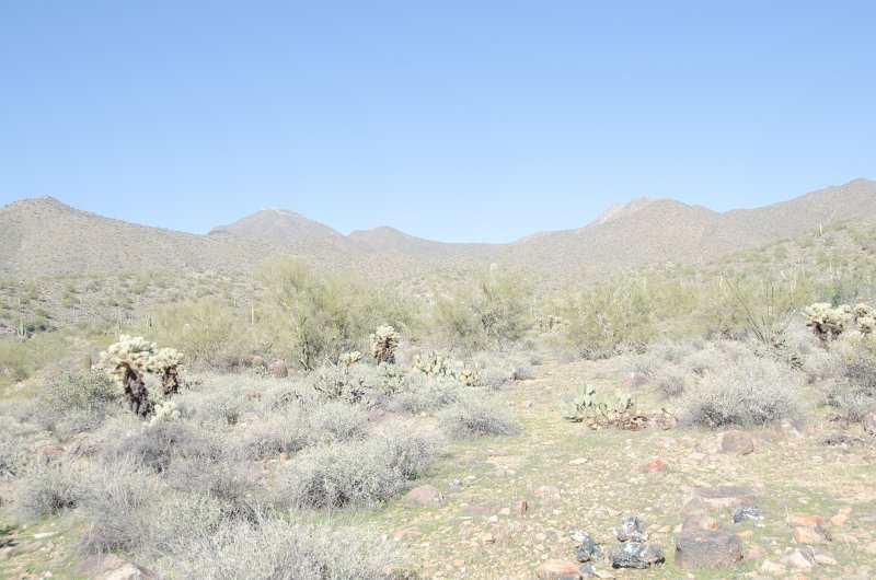 Scottsdale120513-9422.jpg - Ringtail Trail, Teddy-bear Cholla Cactus, left.