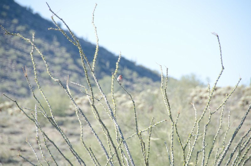 Scottsdale120513-9424.jpg - House Finch. Ringtail Trail