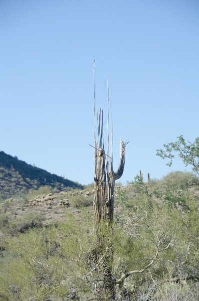 Scottsdale120513-9427.jpg - Remains of a Saguaro Cactus. Ringtail Trail