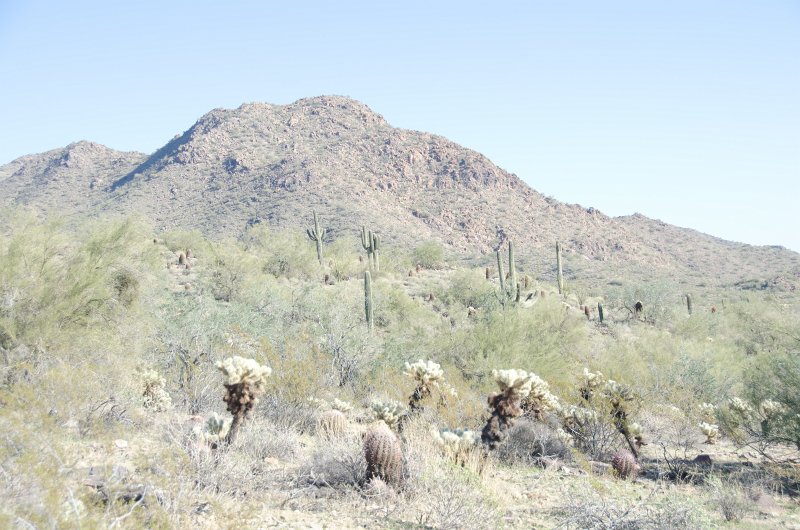 Scottsdale120513-9429.jpg - Ringtail Trail, Teddy-bear Cholla Cactus, foreground