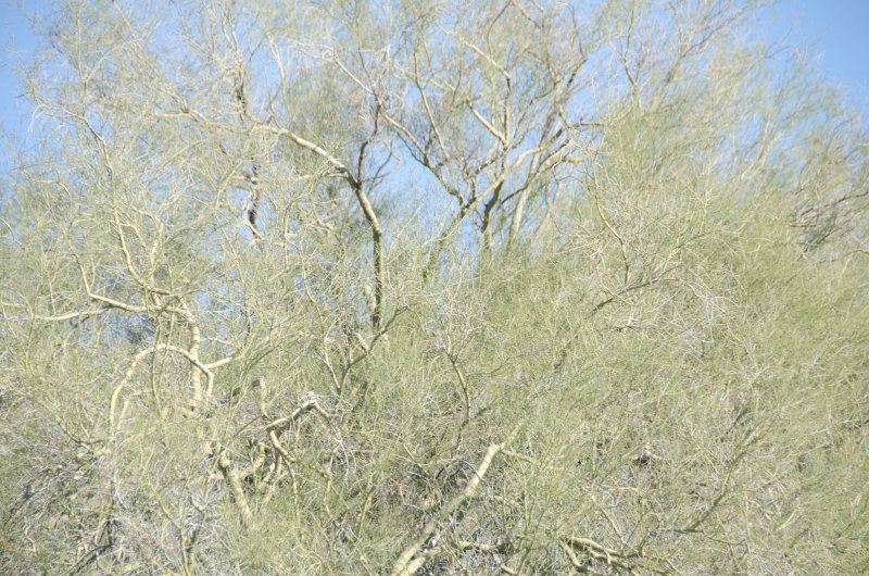 Scottsdale120513-9435.jpg - Ringtail Trail