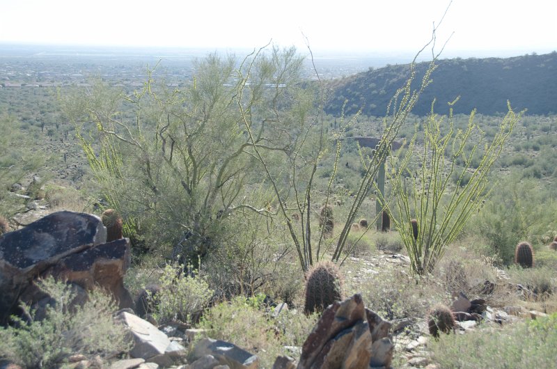 Scottsdale120513-9443.jpg - Barrel Cactus (foreground). Lost Dog Overlook