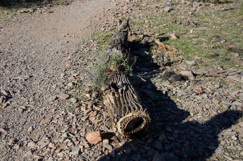 Scottsdale120513-9444.jpg - Remains of a Saguaro Cactus. Ringtail Trail