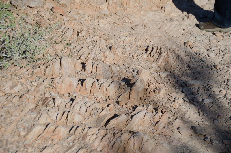 Scottsdale120513-9447.jpg - Ringtail Trail