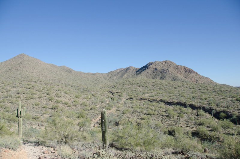 Scottsdale120513-9450.jpg - Ringtail Trail, Saguaro Cactus, foreground left