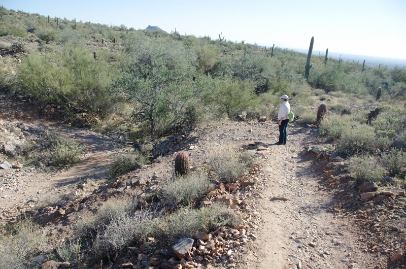 Scottsdale120513-9453.jpg - Ringtail Trail, Barrel Cactus on either side of the trail