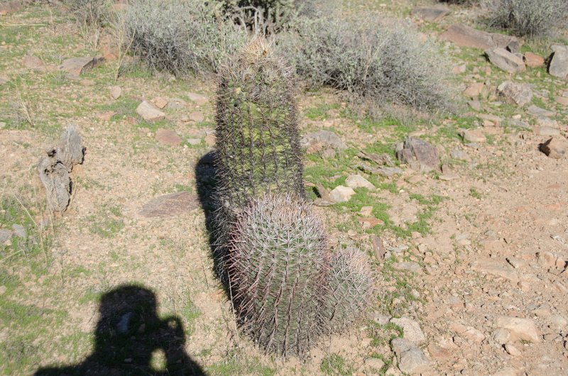 Scottsdale120513-9455.jpg - Barrel Cactus. Ringtail Trail