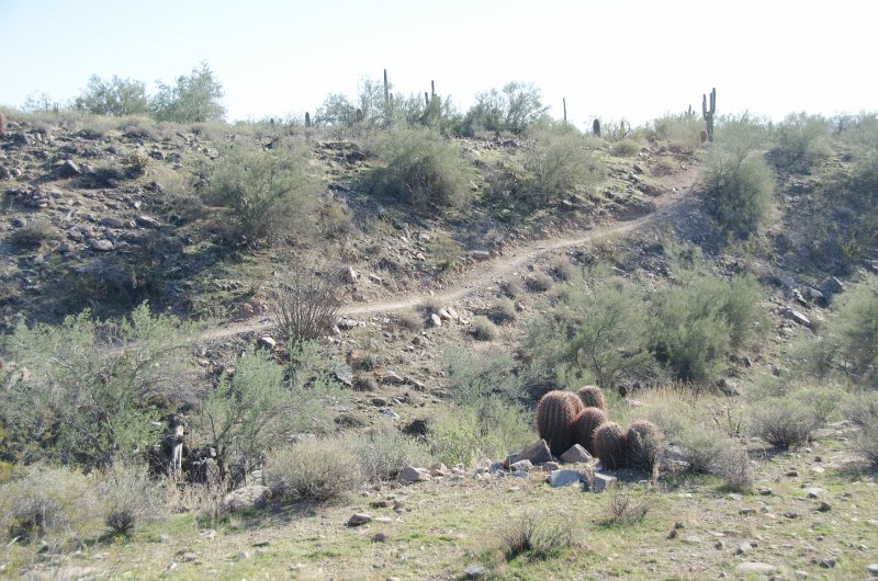Scottsdale120513-9456.jpg - Ringtail Trail, Barrel Cactus foreground