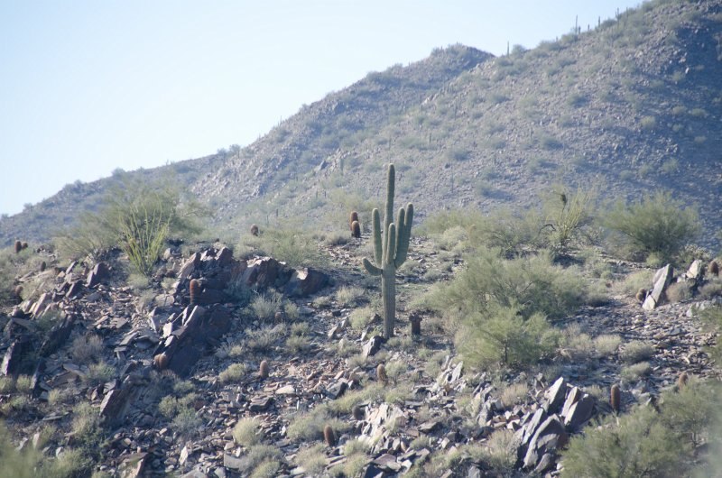Scottsdale120513-9467.jpg - Saguaro Cactus. Ringtail Trail