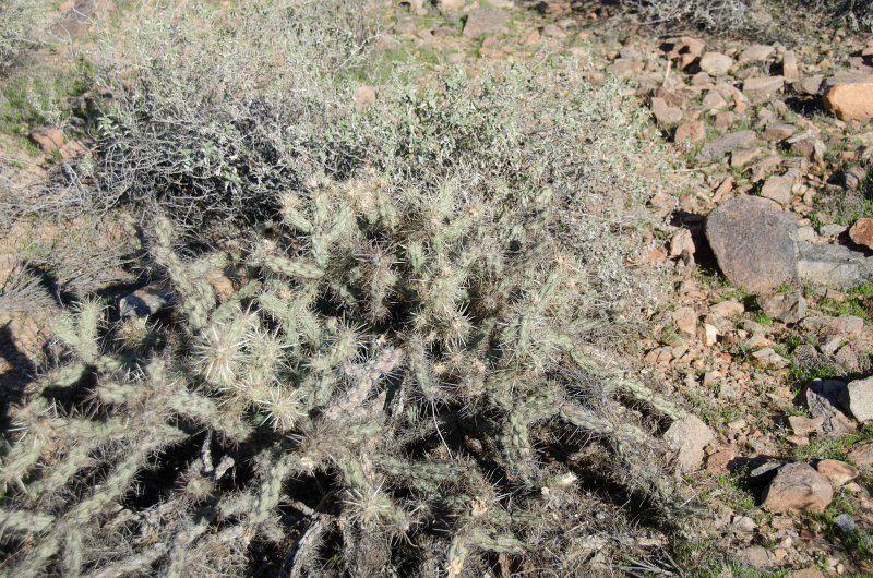 Scottsdale120513-9468.jpg - Ringtail Trail, Buckhorn Cholla Cactus.