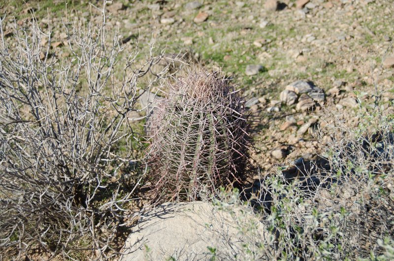 Scottsdale120513-9472.jpg - Barrel Cactus. Sunrise Trail