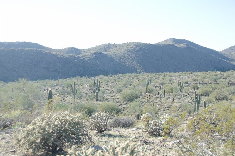 Scottsdale120513-9475.jpg - Sunrise Trail, Buckhorn Cholla Cactus, forground