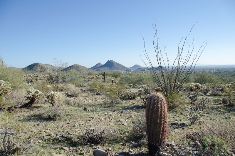 Scottsdale120513-9476.jpg - Sunrise Trail, Barrel Cactus, foreground, Teddy-bear Cholla Cactus.