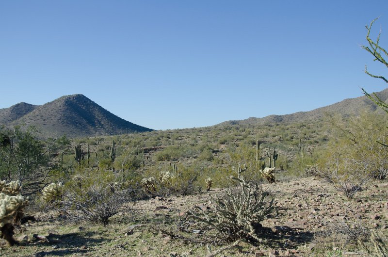 Scottsdale120513-9477.jpg - Sunrise Trail, Teddy-bear Cholla Cactus, left, Buckhorn Cholla Cactus, center foreground