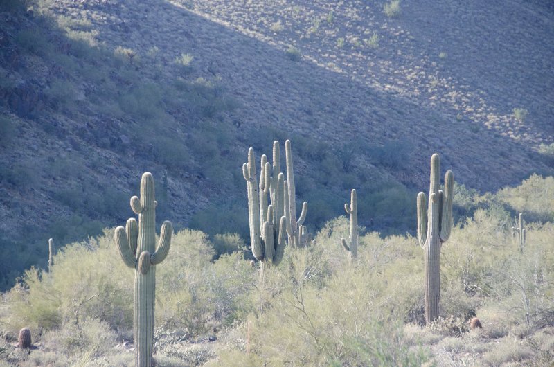 Scottsdale120513-9487.jpg - Saguaro Cactus. Sunrise Trail