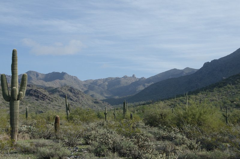 Scottsdale120513-9660.jpg - Hike from Gateway Trailhead to the Saguaro Loop, Saguaro Cactus, left edge. Tom's Thumb distant background center