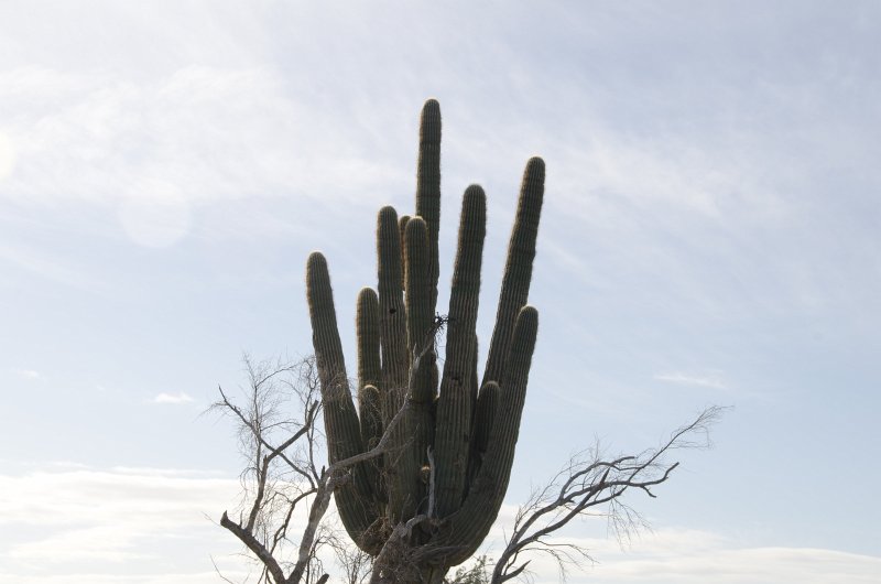 Scottsdale120513-9663.jpg - Saguaro Cactus. Seen while hiking from Gateway Trailhead to the Saguaro Loop