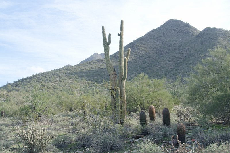 Scottsdale120513-9667.jpg - Saguaro  and Barrel Cactus. Hike from Gateway Trailhead to the Saguaro Loop