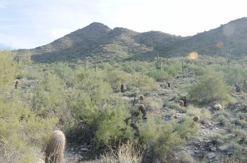 Scottsdale120513-9674.jpg - Desert landscape seen while hiking  the Saguaro Loop Trail. Barrel Cactus, foreground