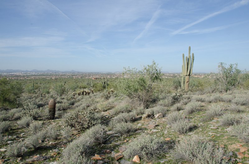 Scottsdale120513-9676.jpg - Saguaro Cactus, right, Barrel Cactus, left. Hiking the  Saguaro Loop Trail