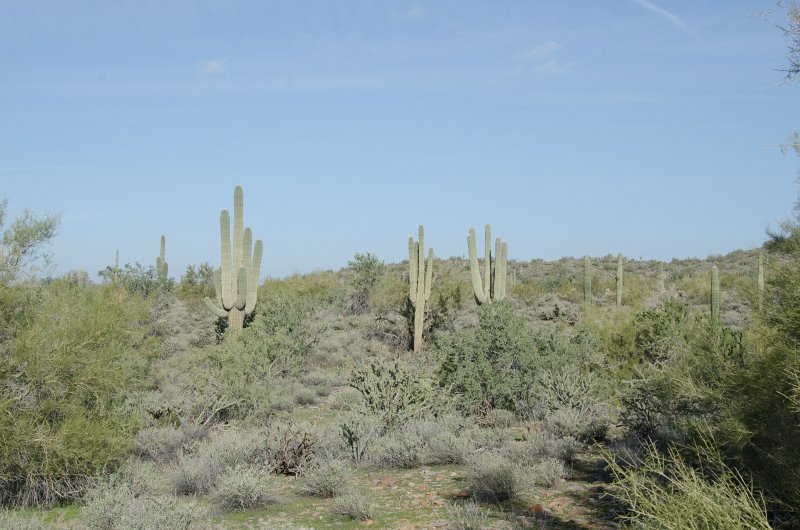 Scottsdale120513-9686.jpg - Saguaro Cactus. Hiking back to the Gateway Trailhead from the Saguaro Loop trail