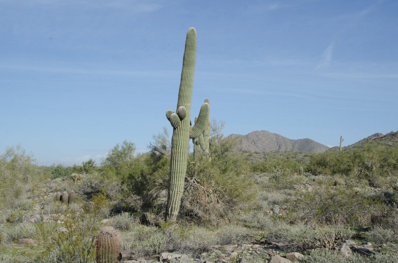 Scottsdale120513-9688.jpg - Saguaro Cactus. Hiking back to the Gateway Trailhead from the Saguaro Loop trail