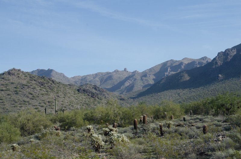Scottsdale120513-9689.jpg - Barrel and Teddy-bear Cholla Cactus, foreground, Tom's Thumb background center Seen while hiking back to the Gateway Trailhead from the Saguaro Loop trail