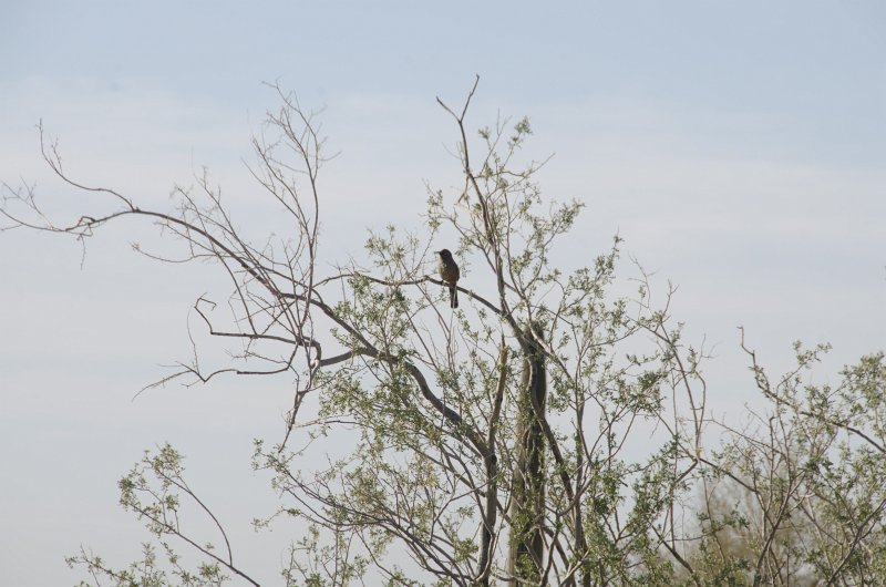 Scottsdale120513-9690.jpg - Curve-billed Thrasher, as seen from the Gateway Trailhead parking lot