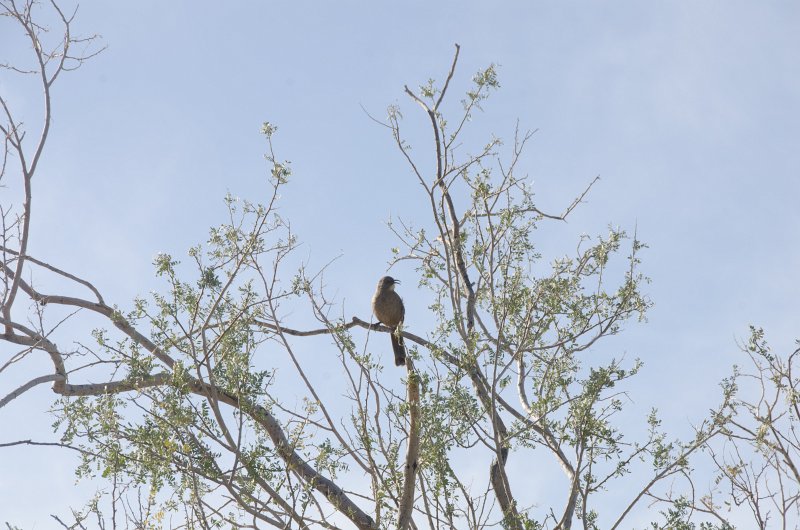 Scottsdale120513-9699.jpg - Curve-billed Thrasher, as seen from the Gateway Trailhead parking lot