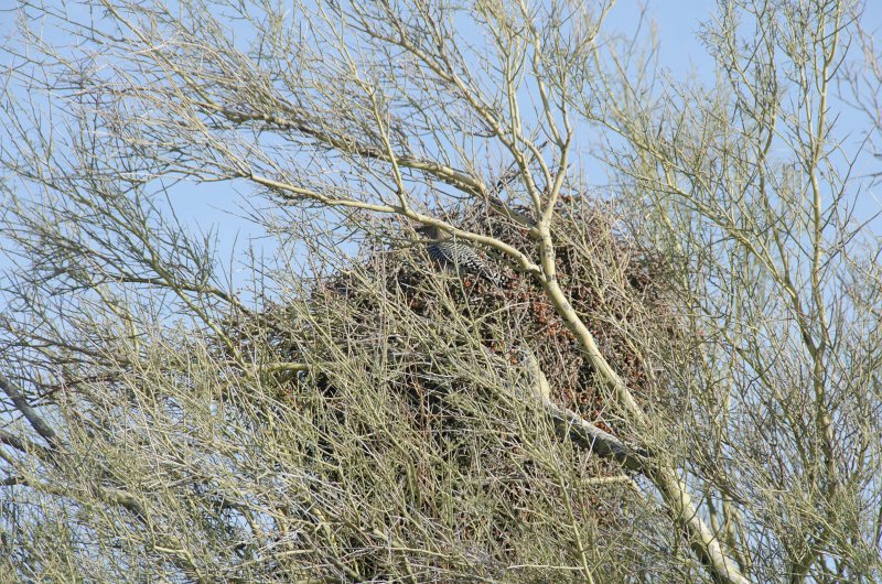 Scottsdale120513-9705.jpg - Gila Woodpecker, as seen from the Gateway Trailhead parking lot