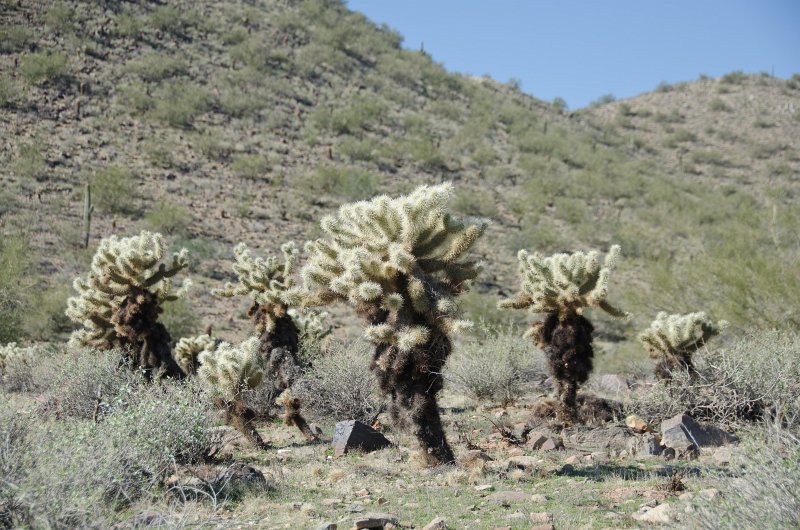 Scottsdale120513-9381.jpg - Teddy-bear Cholla Cactus. Lost Dog Wash Trail