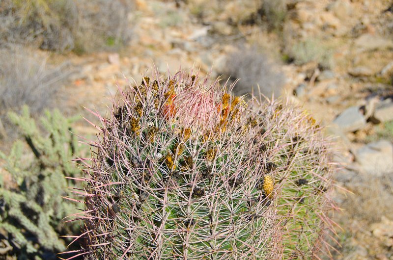 Scottsdale120513-9395.jpg - Barrel Cactus. Lost Dog Wash Trail