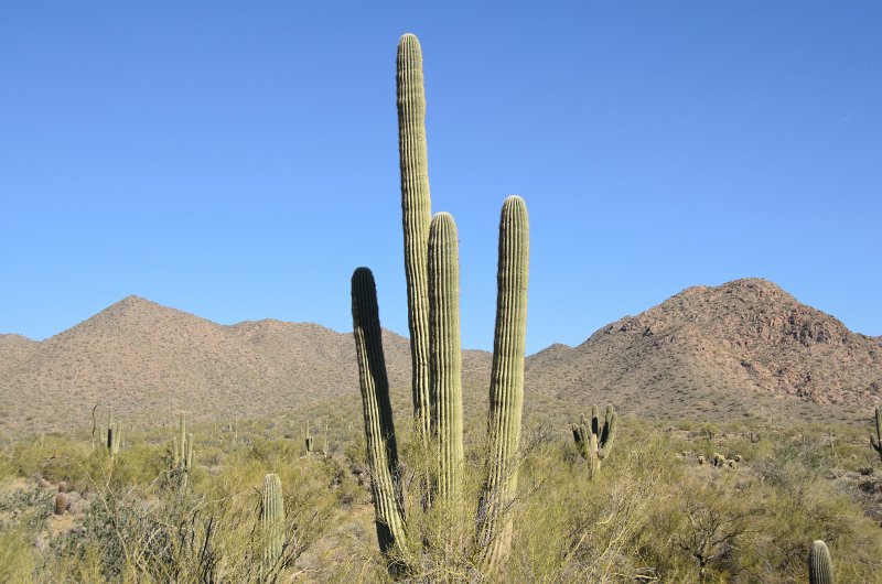 Scottsdale120513-9398.jpg - Saguaro Cactus. Lost Dog Wash Trail