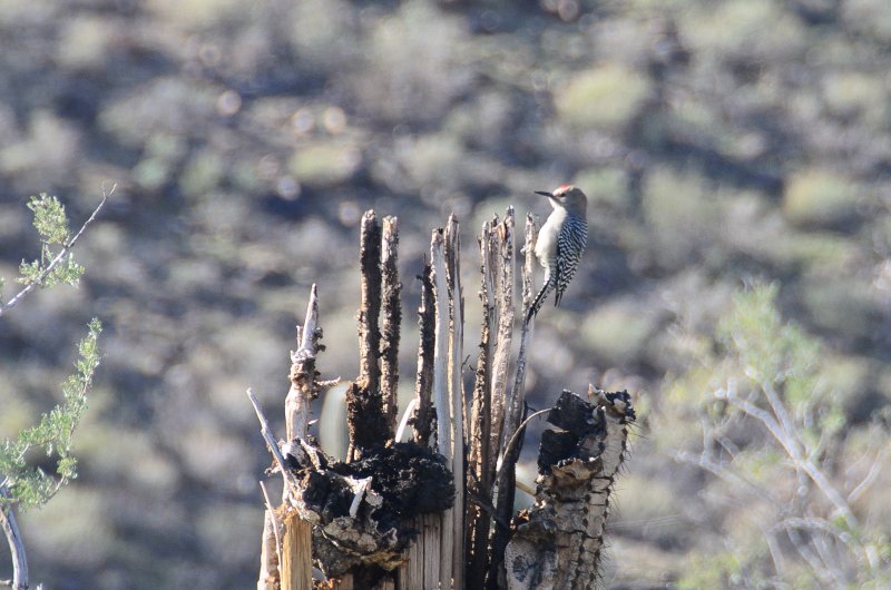 Scottsdale120513-9403.jpg - Gila woodpecker on Remains of Saguaro Cactus. Lost Dog Wash Trail