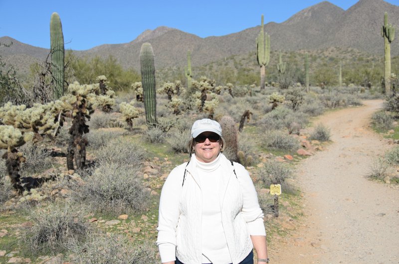 Scottsdale120513-9407.jpg - Ringtail Trail, Saguaro Cactus, background. Teddy-bear Cholla Cactus, left