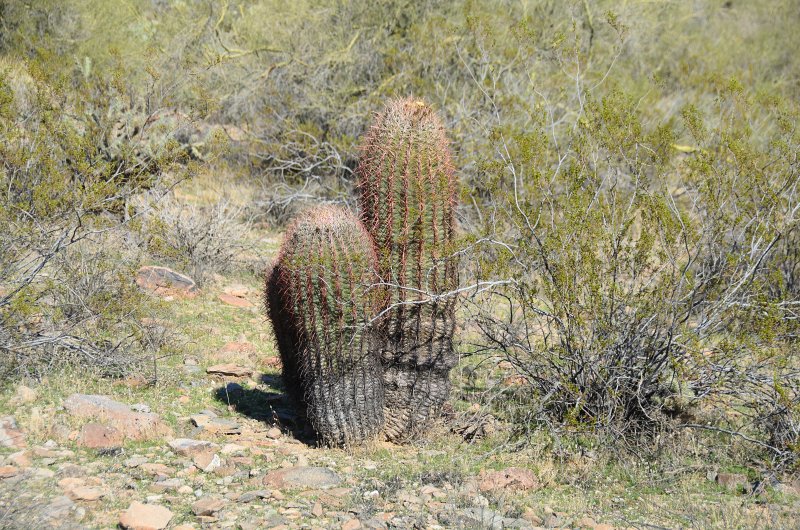 Scottsdale120513-9432.jpg - Barrel Cactus. Ringtail Trail