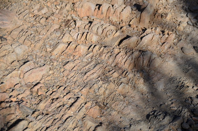 Scottsdale120513-9446.jpg - Ringtail Trail