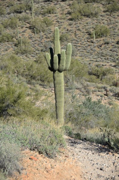 Scottsdale120513-9448.jpg - Saguaro Cactus. Ringtail Trail