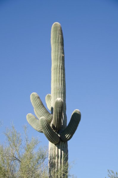 Scottsdale120513-9451.jpg - Saguaro Cactus. Ringtail Trail