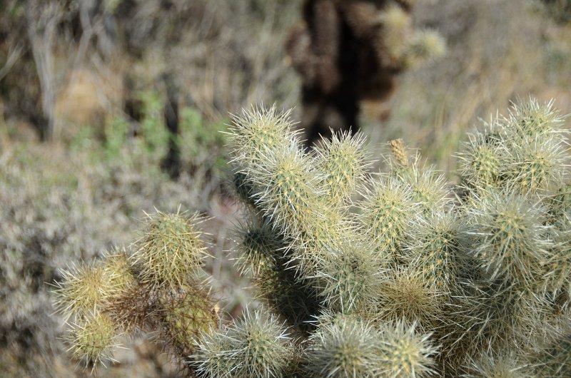 Scottsdale120513-9458.jpg - Ringtail Trail, Teddy-bear Cholla Cactus.