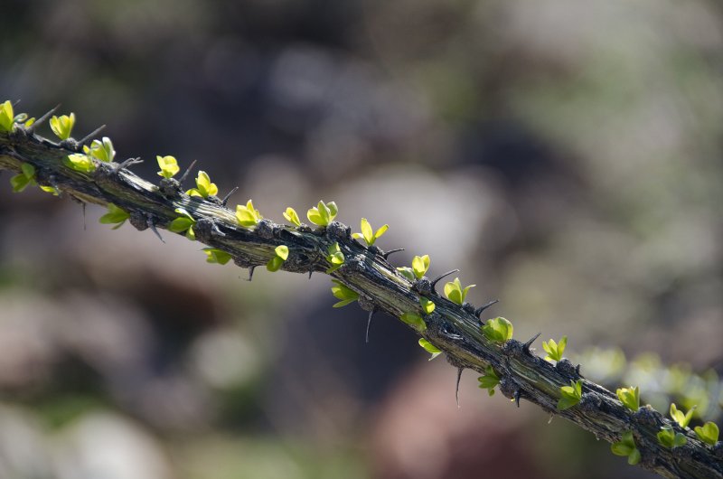 Scottsdale120513-9465.jpg - Ringtail Trail