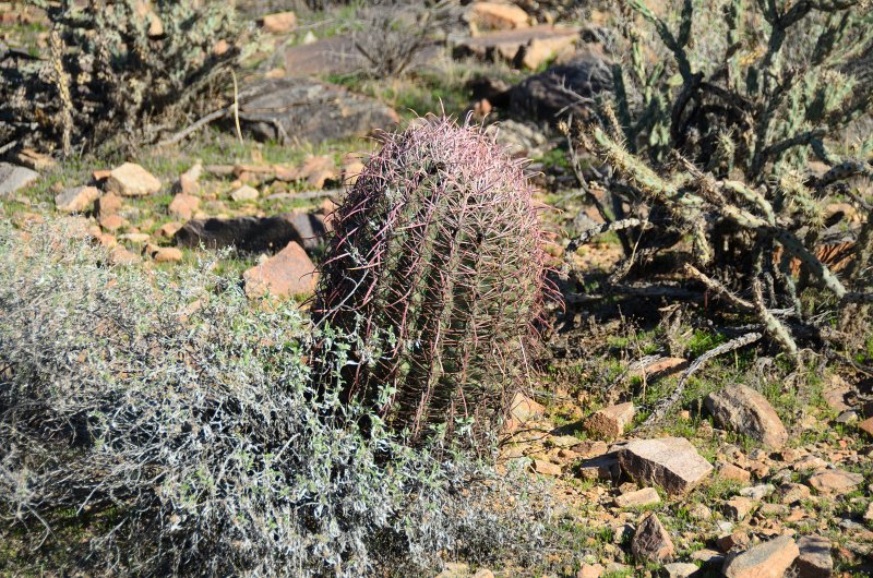 Scottsdale120513-9469.jpg - Barrel Cactus. Ringtail Trail