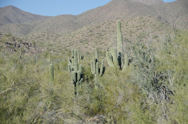 Scottsdale120513-9481.jpg - Saguaro Cactus. Sunrise Trail