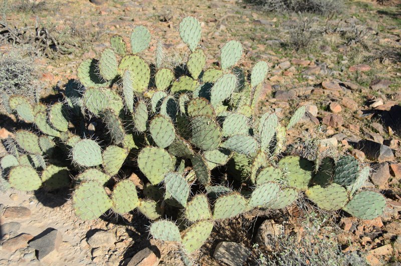 Scottsdale120513-9484.jpg - Prickly-pear Cactus, Sunrise Trail