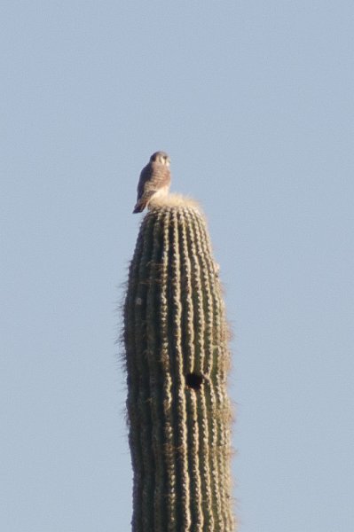 Scottsdale120513-9496.jpg - Burrowing Owl on top of Saguaro Cactus, Anasazi Spur